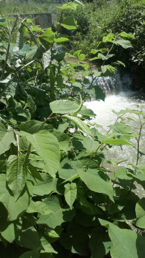 Cottage Forest Stream Visoko Exterior photo